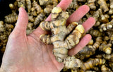 Fresh, Raw, Organic Turmeric