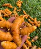 Organic Turmeric Veggie Caps